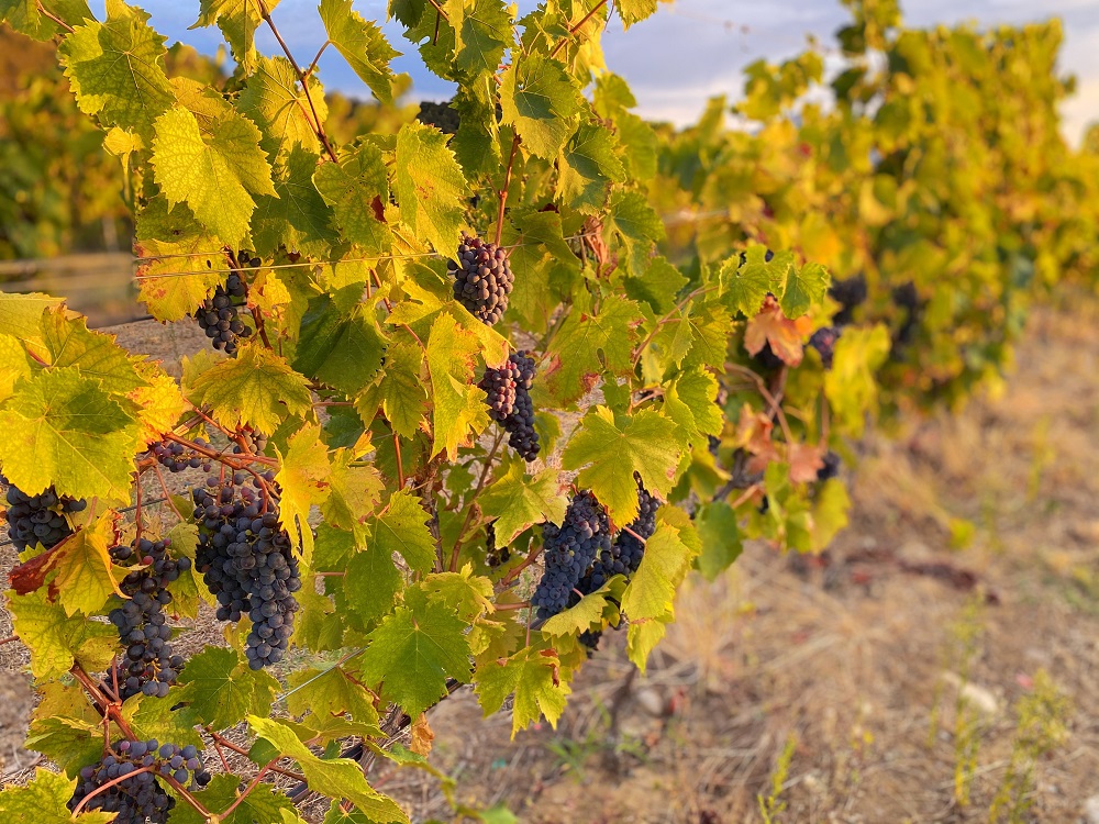 vignes corses